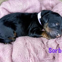 Sorbet - Phantom female Bernedoodle puppy in Midland, Michigan from Northern Charm Farm
