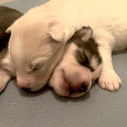 Siberian Husky Puppies from OAZS Pups