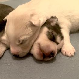 Siberian Husky Puppies from OAZS Pups