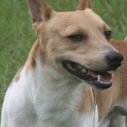 Rat Terriers from COHills Rat Terriers