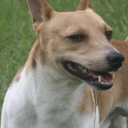 Rat Terriers from COHills Rat Terriers