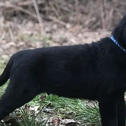Labrador Retrievers from Coyote Sky Labradors