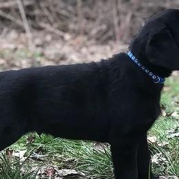 Labrador Retrievers from Coyote Sky Labradors