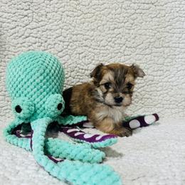'Happy' - Tan male Morkie puppy in Durand, Wisconsin from Larson’s Legacy Aussome Aussie Kennels