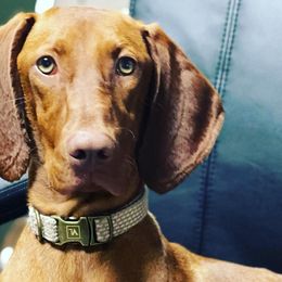 German Shorthaired Pointers, Vizslas, and Weimaraners from Hilltop Farms