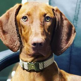 German Shorthaired Pointers, Vizslas, and Weimaraners from Hilltop Farms