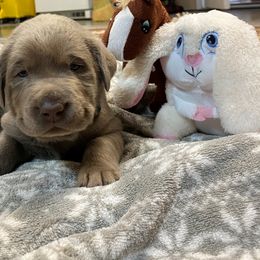 Labrador Retriever Puppies from Hidden River Retrievers