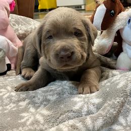 Labrador Retriever Puppies from Hidden River Retrievers