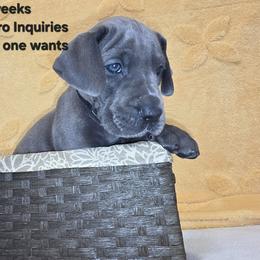 Maxine - Blue female Great Dane puppy in Bay City, Michigan from Monarch Danes