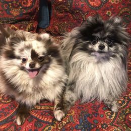 Pomeranians from Ma Petite Amore Pomeranians