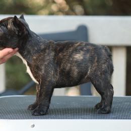 Bubbles - Brindle and white female French Bulldog puppy in Pueblo, Colorado from Double B Bulldogs
