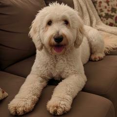 Kol - Springerdoodle