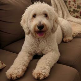 Kol - Springerdoodle