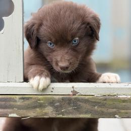 Tulip - Red & white female Australian Shepherd puppy in Windsor, New York from Double B Aussies