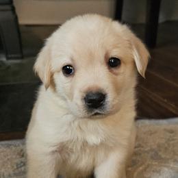 Girl 5 - female Labrador Retriever puppy in Lowell, Michigan from Ganderwood English Labradors