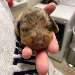 "Chocolate (male)" Dachshund Puppies from Waite's Dachshunds