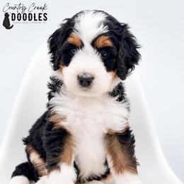 Max - Tri-color male Bernedoodle puppy in Tipton, Indiana from Country Creek Doodles