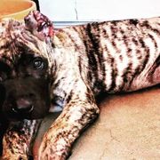 Perro de Presa Canarios from Black Mask Presa