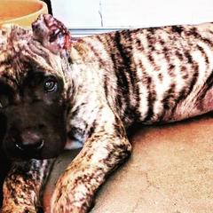 Perro de Presa Canarios from Black Mask Presa