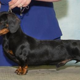 Dachshunds from RoseDox Dachshunds