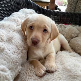 Rose - Yellow female Labrador Retriever puppy in Mission Viejo, California from Loving Puppy House