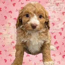 Angel - Red female Cavapoo puppy in Coshocton, Ohio from Forever Family Puppies