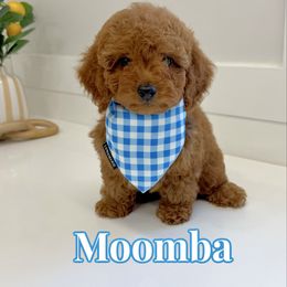 Moomba - Red  male Goldendoodle puppy in Buford, Georgia from Petite Posh Puppies