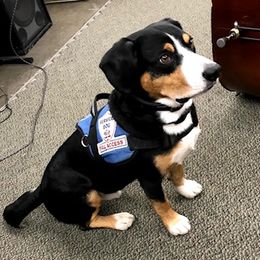 Entlebucher Mountain Dogs from Darcy’s Pride