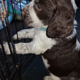 English Springer Spaniel Puppies from Savannah River Springers