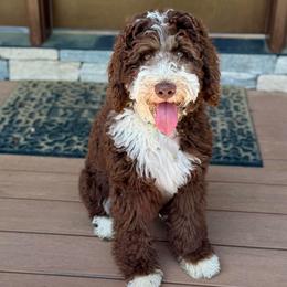 Solee - Bernedoodle