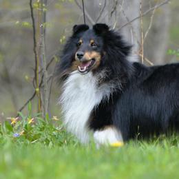 Shetland Sheepdogs from North Bay Shetland Sheepdogs