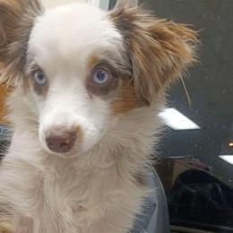 Yenko - Toy Australian Shepherd