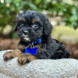Colby - Black and tan male Cavapoo puppy in Palm Beach County, Florida from Benji’s Cockapoos
