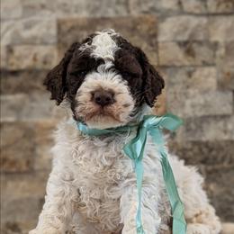 Orion - Brown male Lagotto Romagnolo puppy in West Jordan, Utah from Salt Lake Lagotto