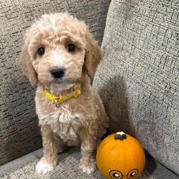 Luna - Cream female Goldendoodle puppy in Conroe, Texas from Tails of Cypress