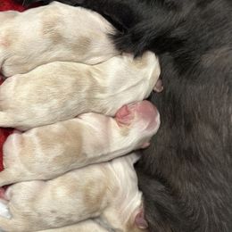 Poodles and Shih Tzus from House of Paws Heritage Nursery