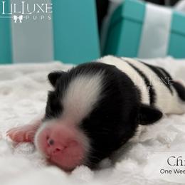 Chip - Black and white male Shorkie puppy in Scottsdale, Arizona from Lil Luxe Pups