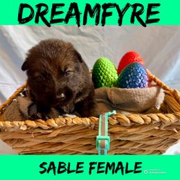 Dreamfyre - Sable female German Shepherd puppy in Lewisburg, Kentucky from RED’s German Shepherds