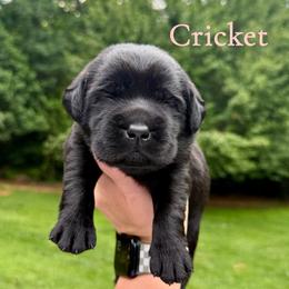 Cricket - Black female Labrador Retriever puppy in Lenoir, North Carolina from Wooten Retrievers