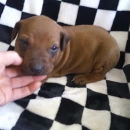 Bruno - Rd whtn blk nose male Rhodesian Ridgeback puppy in Carney, Oklahoma from River Run Parson Russell terriers & River Run Ridgebacks