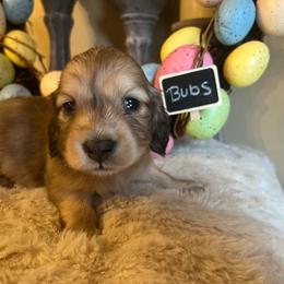Bubs - Cream male Dachshund puppy in Perryville, Maryland from Heavenly Heritage Dachshunds and Doods