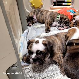Bulldog Puppies from Carrie's Bulldogs