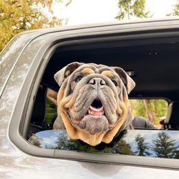 Jeter - Bulldog