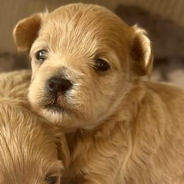 Mira - Apricot female Maltipoo puppy in Lake Ann, Michigan from Riyem Wildflower Farms