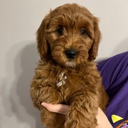 Bashful - Red  Goldendoodle puppy in Dayton, Tennessee from MK Goldendoodles