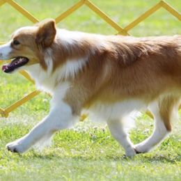 Border Collies and Golden Retrievers from Twin Silos Kennel