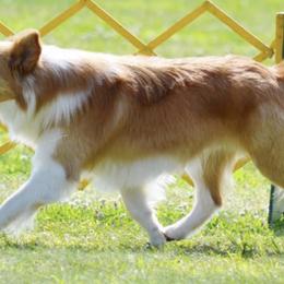 Border Collies and Golden Retrievers from Twin Silos Kennel