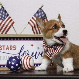 Pembroke Welsh Corgi Puppies from Red River Corgis
