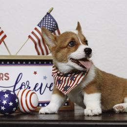 Pembroke Welsh Corgi Puppies from Red River Corgis