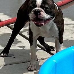 Milo - Boston Terrier